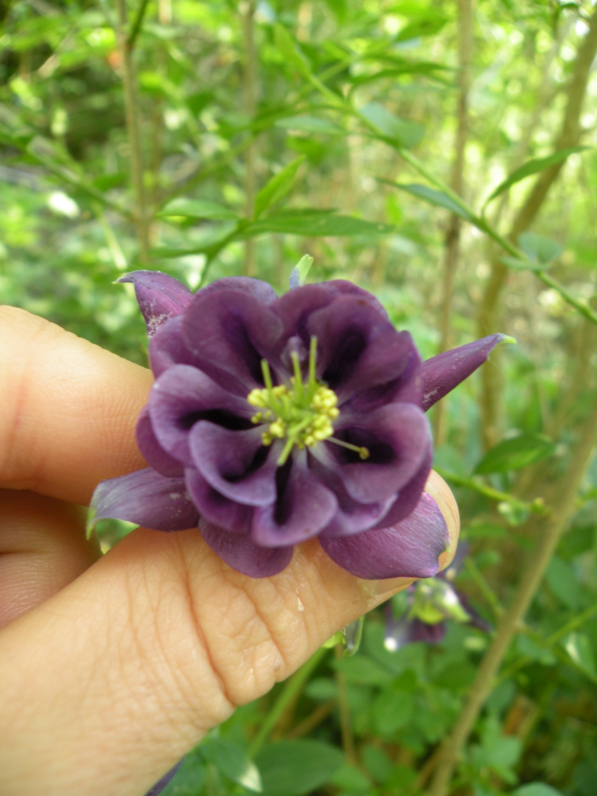 Image aléatoire d'événement